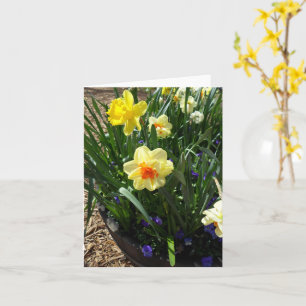 Yellow And Orange Daffodil Greeting Card