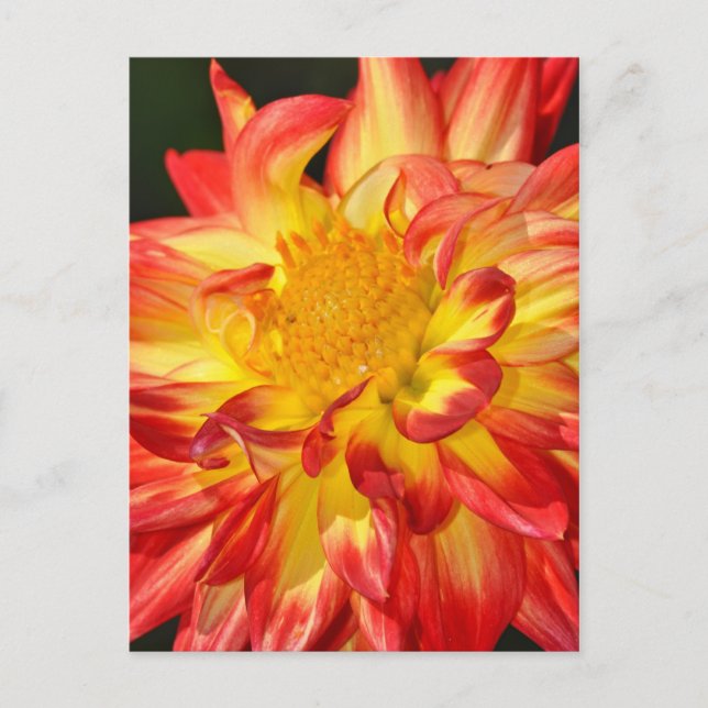 Yellow and orange dahlia flower postcard (Front)