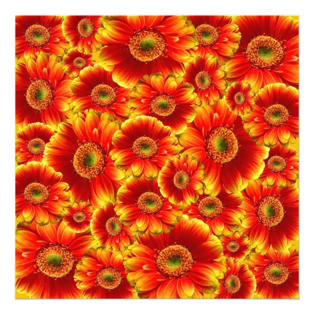 Yellow and Orange Gerbera Daisies Photo Print (Front)