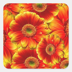 Yellow and Orange Gerbera Daisies Square Sticker