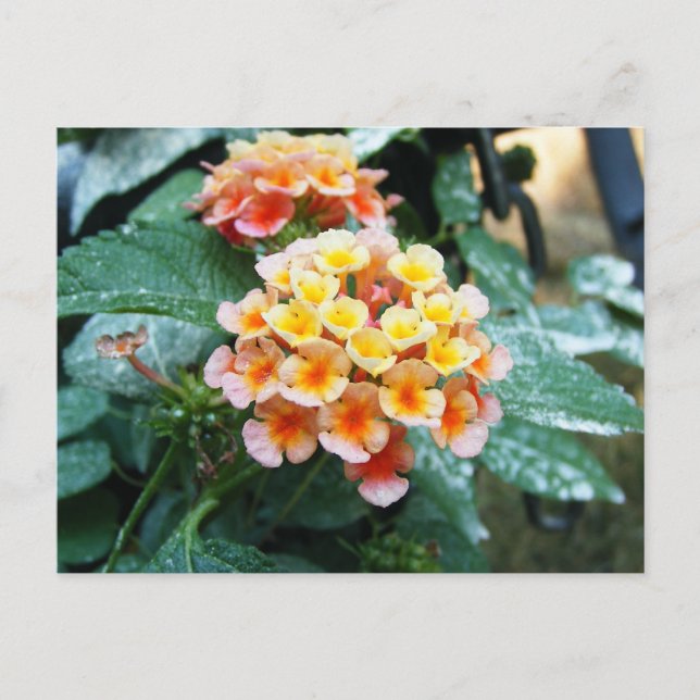 Yellow and Orange Lantana Postcard (Front)