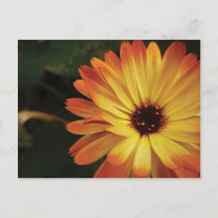 Yellow and Orange Pot Marigold Postcard
