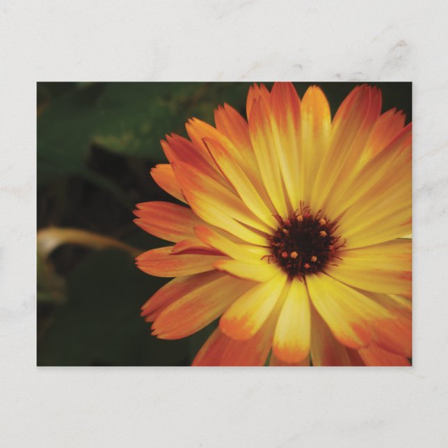 Yellow and Orange Pot Marigold Postcard (Front)