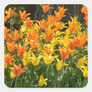 Yellow and orange tulip beds foil holiday square sticker