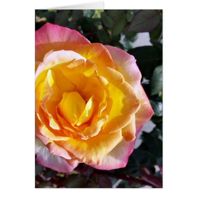 yellow and pink (Front)