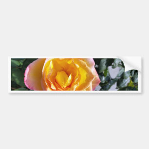 yellow and pink bumper sticker