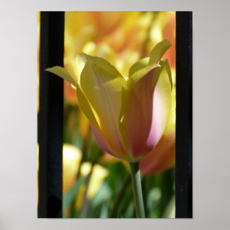 Yellow and Pink Flower behind fence Poster