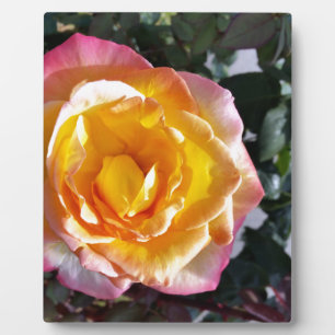 yellow and pink plaque