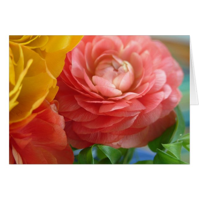yellow and pink ranunculus (Front Horizontal)