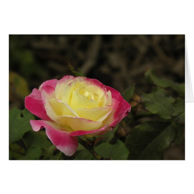 Yellow and Pink Rose (Front Horizontal)