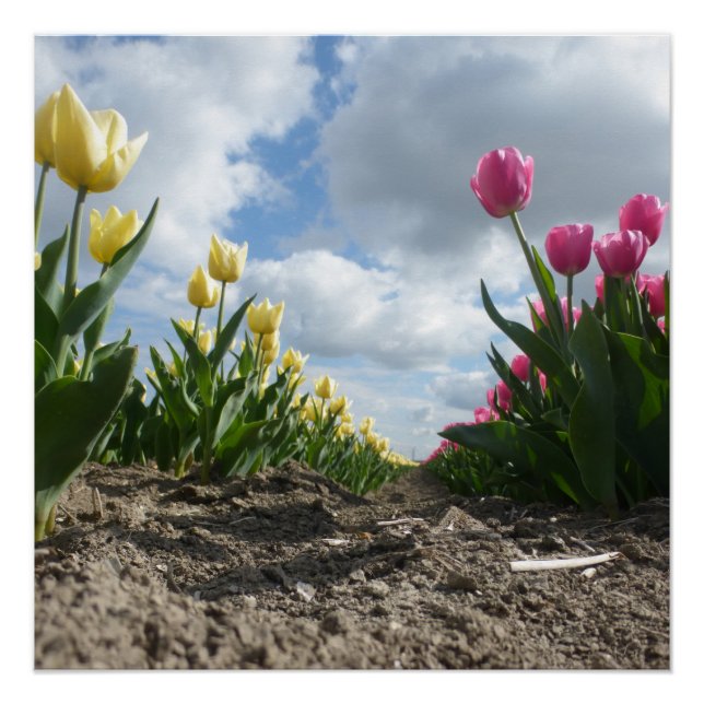 Yellow and Pink Tulips Row with Blue Sky Poster (Front)