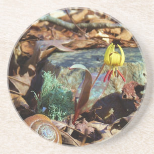 Yellow and Plum Trout Lily and Snail Shell Coaster