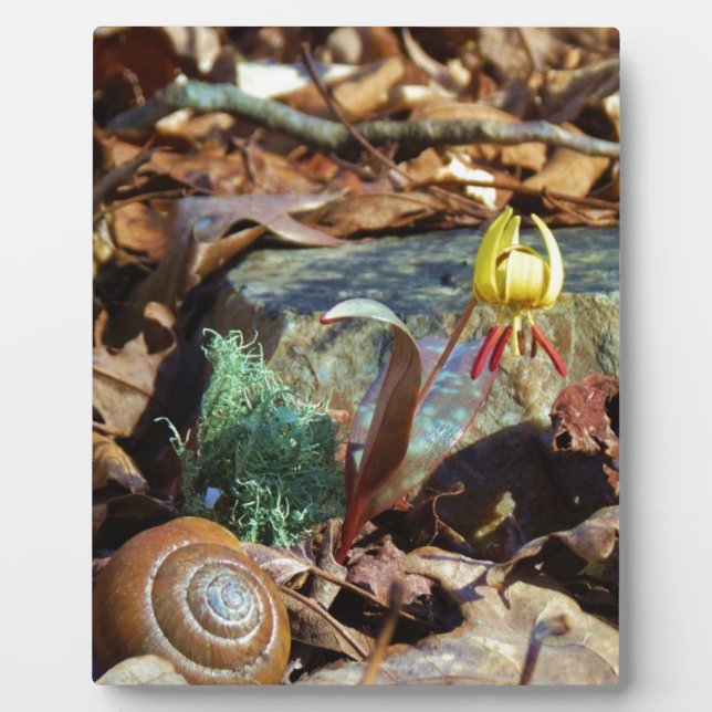 Yellow and Plum Trout Lily and Snail Shell Plaque (Front)