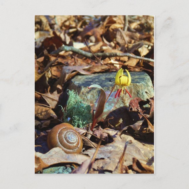 Yellow and Plum Trout Lily and Snail Shell Postcard (Front)