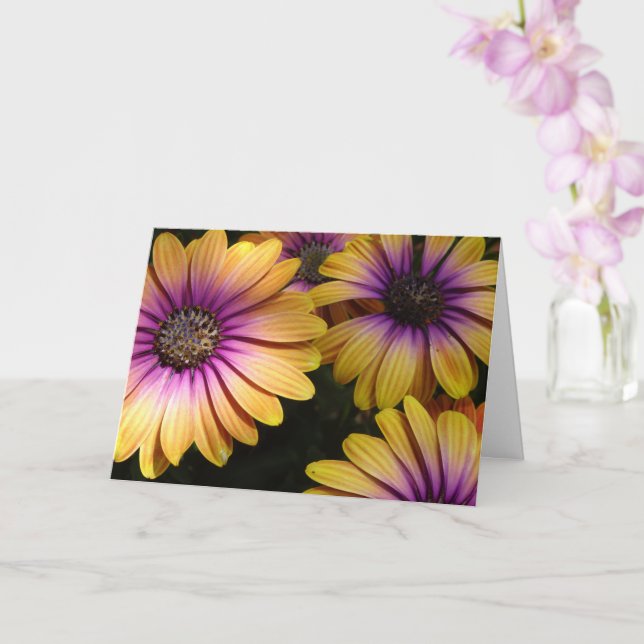 Yellow and Purple African Daisies Card (Orchid)