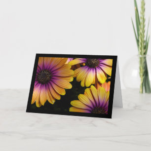 Yellow and Purple African Daisies Card