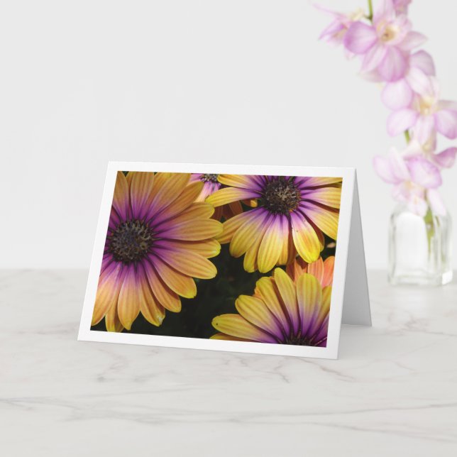 Yellow and Purple African Daisies Card (Orchid)