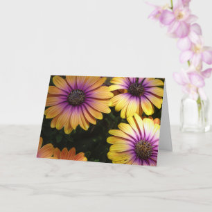 Yellow and Purple African Daisies Card