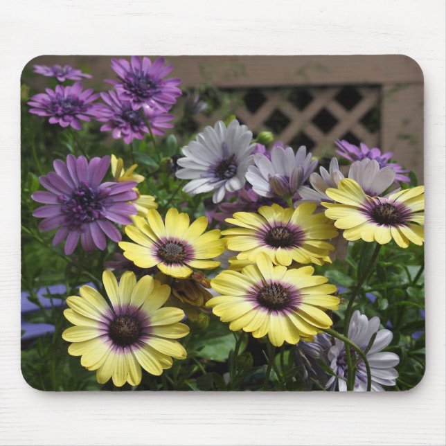 Yellow and Purple African Daisies Mouse Mat (Front)