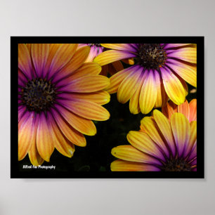 Yellow and Purple African Daisies Poster
