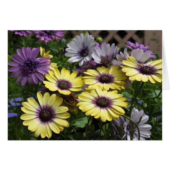 Yellow and Purple African Daisy Flowers (Front Horizontal)