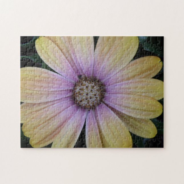 Yellow and Purple Daisy Flower Jigsaw Puzzle (Horizontal)