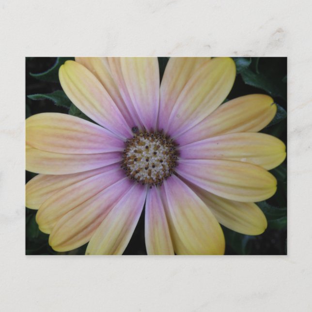 Yellow and Purple Daisy Flower Postcard (Front)