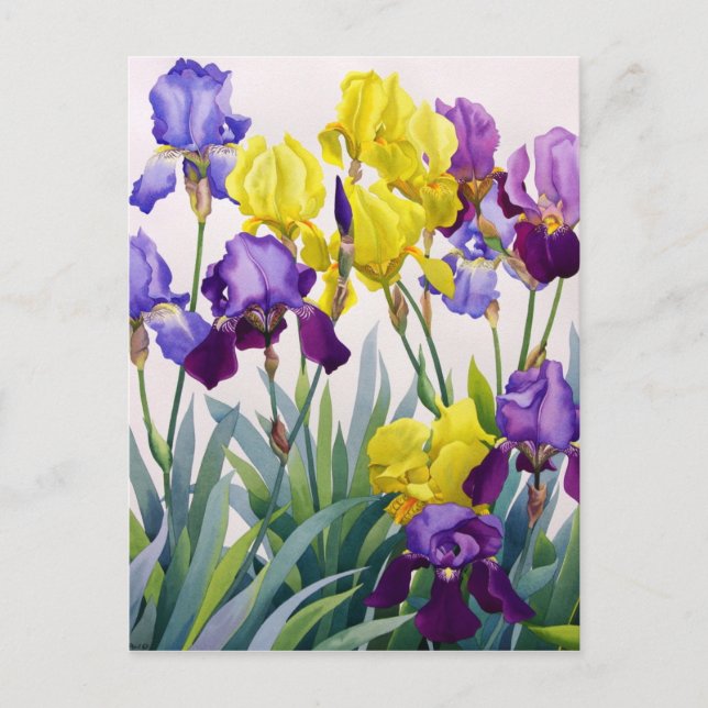 Yellow and Purple Irises Postcard (Front)