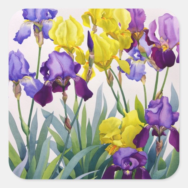 Yellow and Purple Irises Square Sticker (Front)