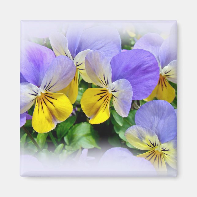 Yellow and Purple Pansies Magnet (Front)