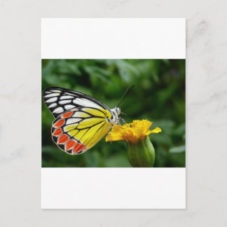 Yellow and Red Butterfly on Yellow Flower Postcard