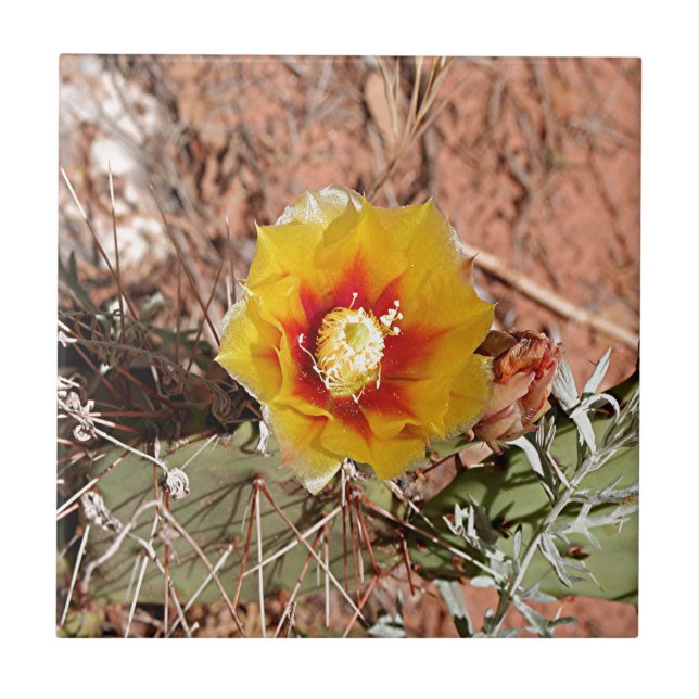 Yellow and red cactus flower in bloom tile (Front)