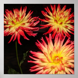 Yellow and Red Dahlia Print