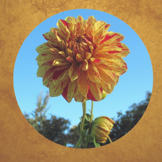Yellow and Red Dahlia Sticker (Creator Uploaded)