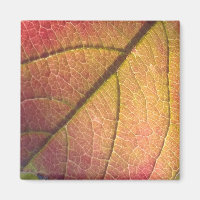 Yellow And Red Fall Leaf
