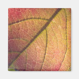 Yellow And Red Fall Leaf Magnet