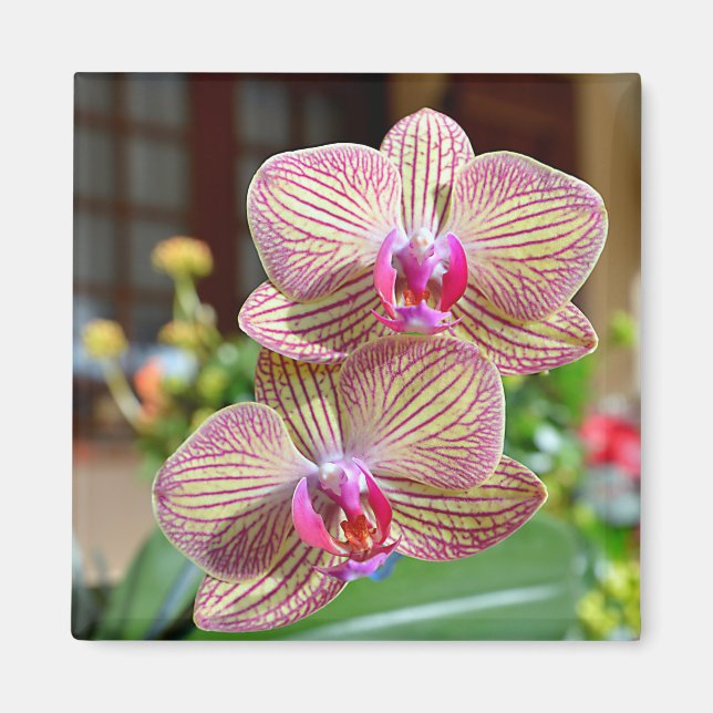 yellow and red orchids postcard metal ornament squ magnet (Front)