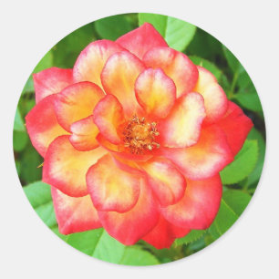 Yellow and Red Rose Classic Round Sticker