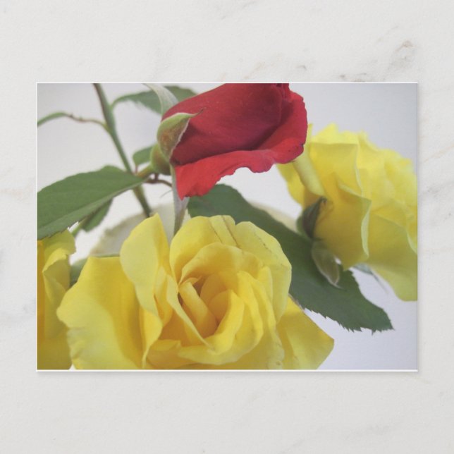 Yellow and Red Roses Postcard (Front)