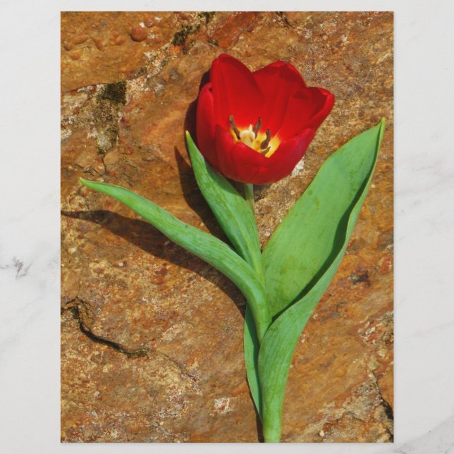 Yellow and Red Tulip (Front)