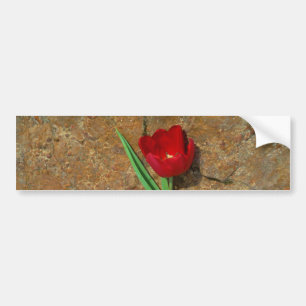 yellow and Red Tulip Bumper Sticker