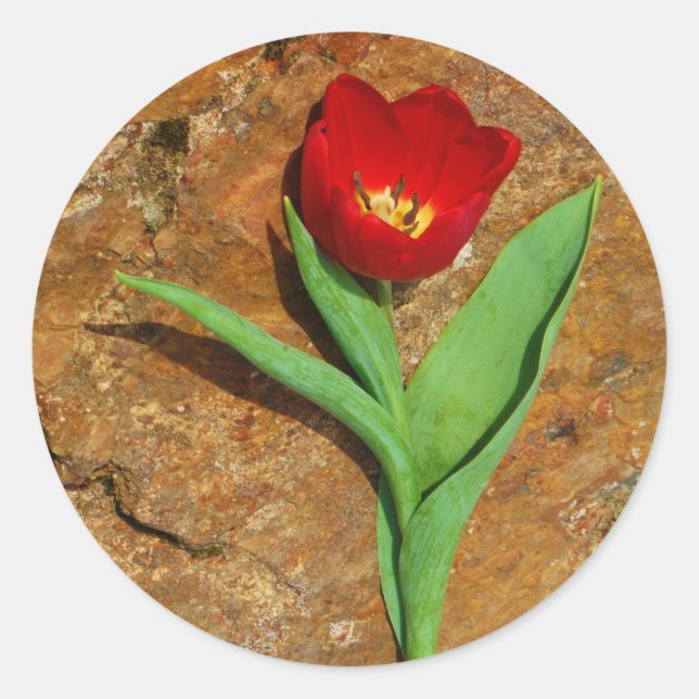 Yellow and Red Tulip Classic Round Sticker (Front)