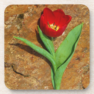 Yellow and Red Tulip Coaster