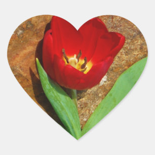Yellow and Red Tulip Heart Sticker