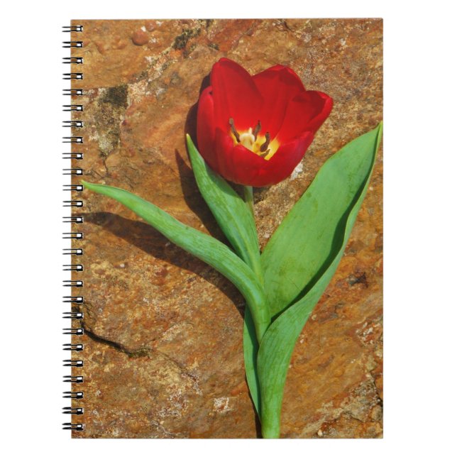 Yellow and Red Tulip Notebook (Front)