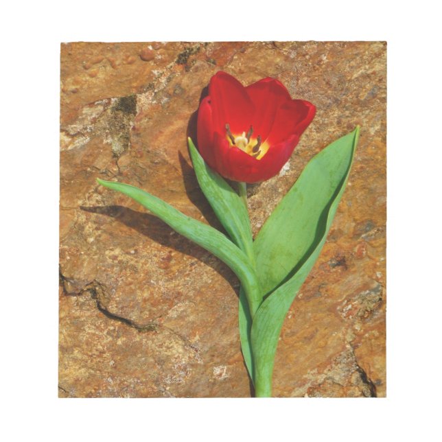 Yellow and Red Tulip Notepad (Front)