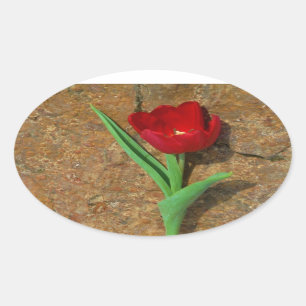 yellow and Red Tulip Oval Sticker