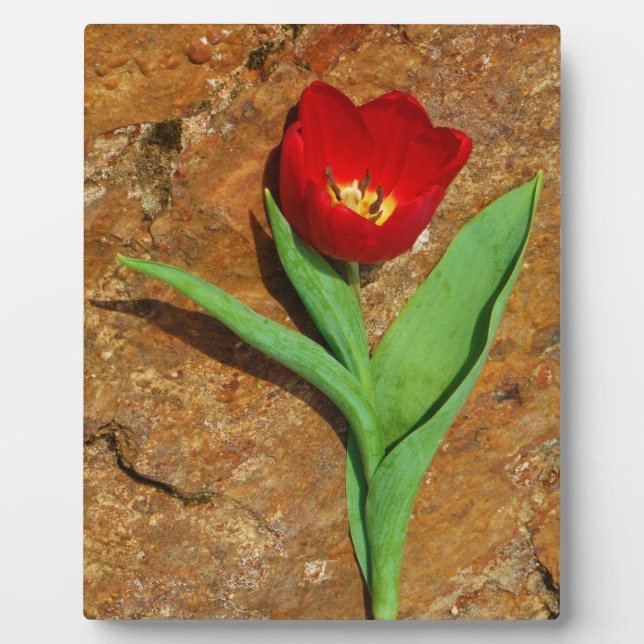Yellow and Red Tulip Plaque (Front)
