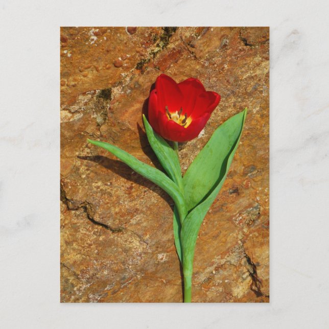 Yellow and Red Tulip Postcard (Front)