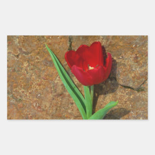 yellow and Red Tulip Rectangular Sticker